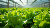 Transforming Lettuce Growth: Microalgae's Remarkable Impact