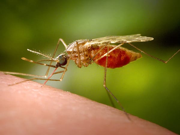 West Nile fever outbreak: 81 Diagnosed, 64 Hospitalized, 7 Dead
